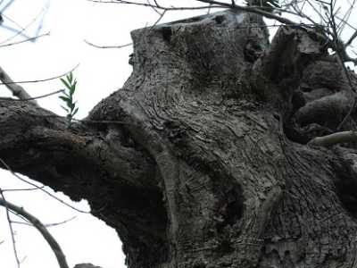 Foto scattata dall'olivicoltore Ivano Gioffreda, il 17 novembre scorso, sulla S.P. Chiesanuova-Gallipoli, in piena zona rossa: l'albero mostra gi� i primi germogli, malgrado fosse stato ritenuto morto